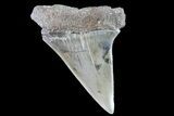 Huge Fossil Mako Shark Tooth - South Carolina #72833-1